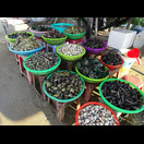 Die Muscheln und Schnecken aus der Bucht werden am Straßenrand verkauft